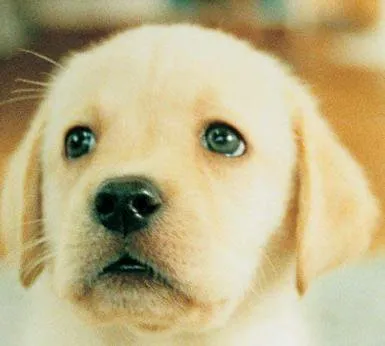 Nintendogs screenshot